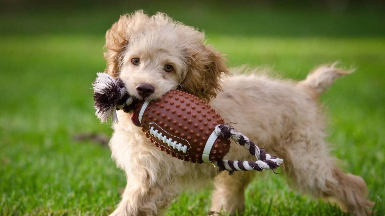 Why Do Dogs Like Squeaky Toys?
