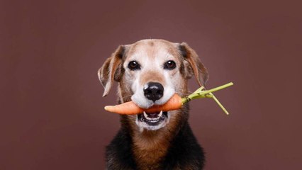 Can Dogs Eat Carrots? An Expert Weighs In