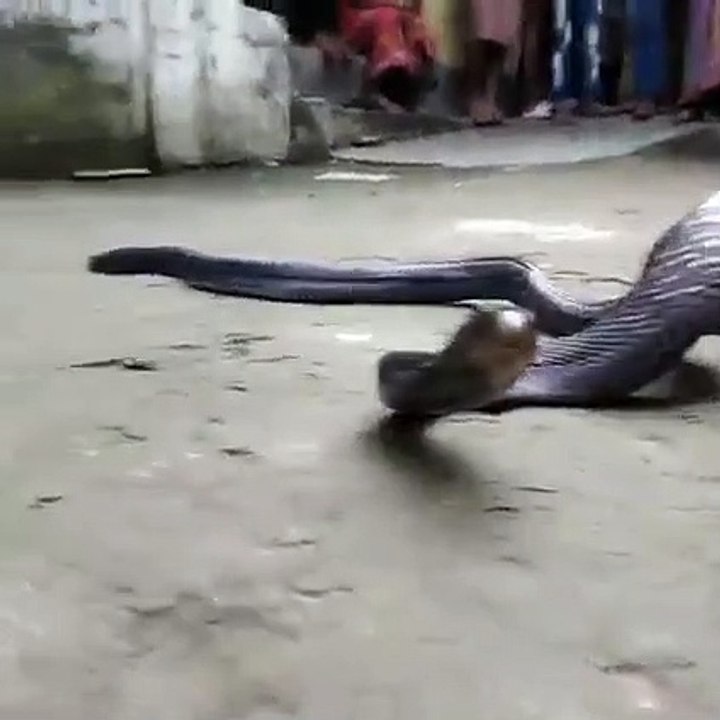serpent