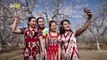 Flower Power! Blossoming Peach and Apricot Flowers Cause Tourists To Flock To Chinese Festival!