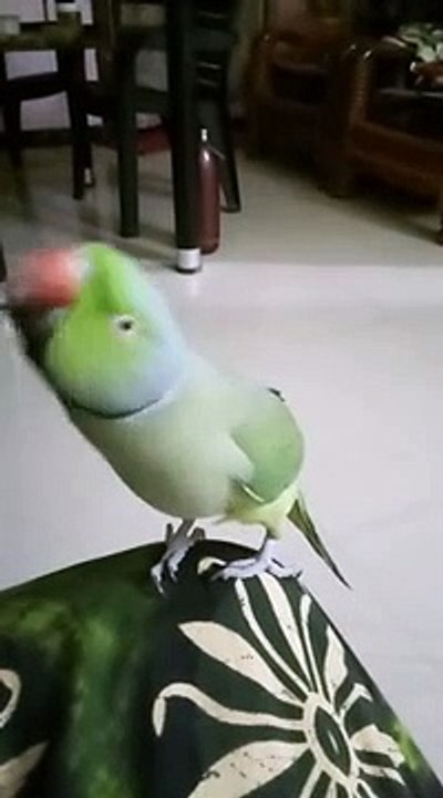 parrot talking