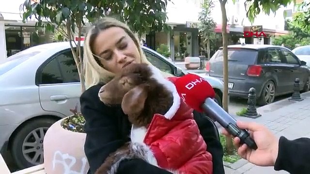 'Kahve Kuzu' cips yiyor, kedi ve köpekle oynuyor, sahibiyle işe gidiyor
