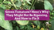 Green Tomatoes? Here's Why They Might Not Be Ripening, And How to Fix It