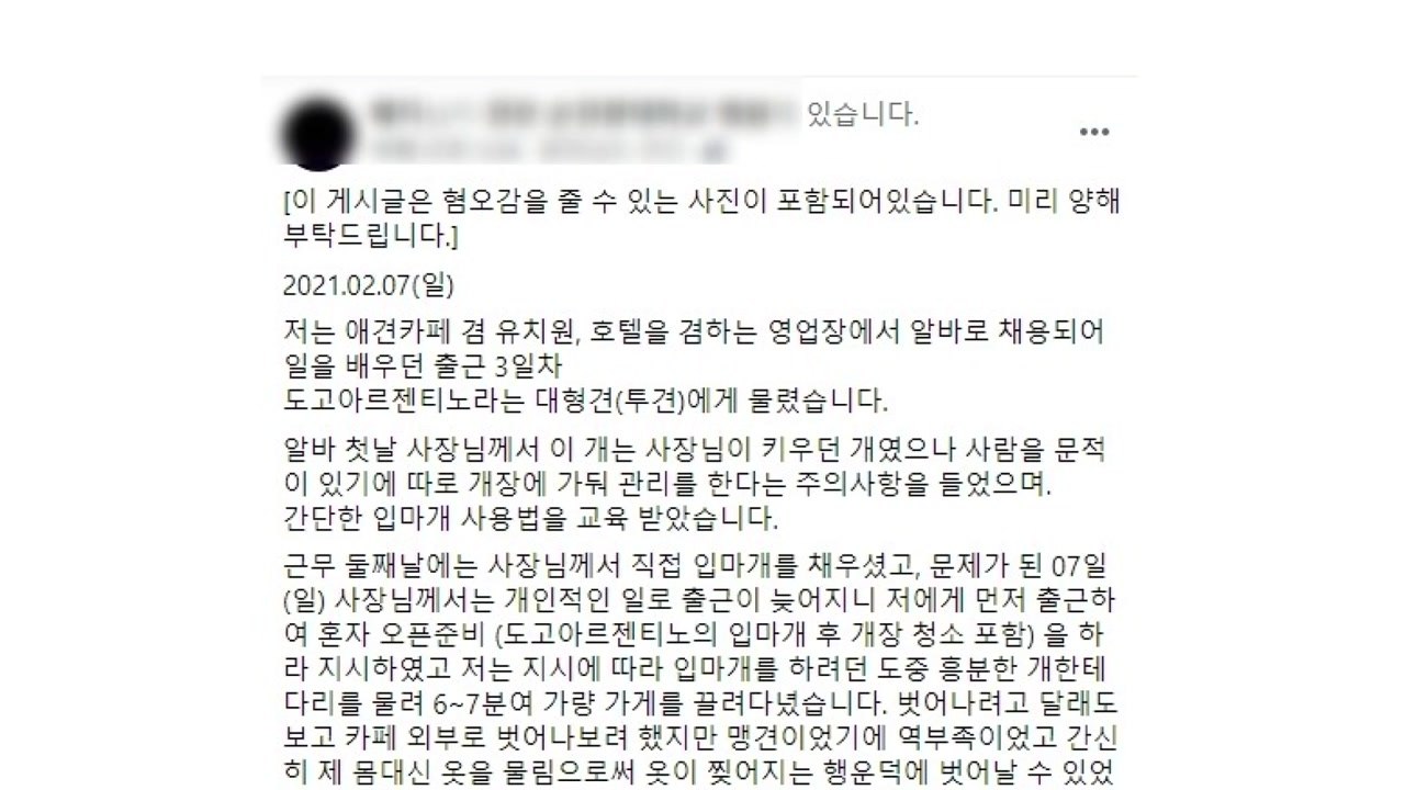 애견카페 근무하다 대형견 물림 사고..."보상 제대로 못 받아" / YTN