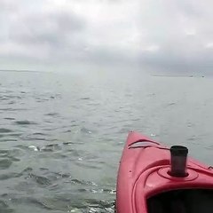Sea Creatures Visit Kayakers