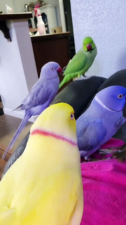 Pandemonium of Parrots Smother Owner with Kisses