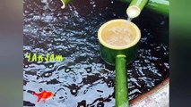 Bamboo Water Fountain With Goldfish | Relaxing And Calming Music