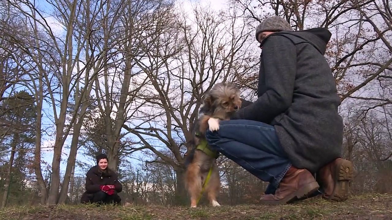 'Cãopanheiro' do isolamento