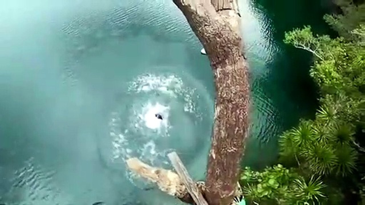 Il tente un plongeon vertigineux du haut d'un arbre et se prend la gamelle de sa vie
