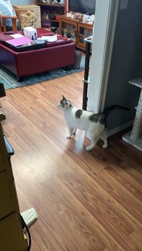 Regardez dans quel état ce chat a laissé la salle de bain
