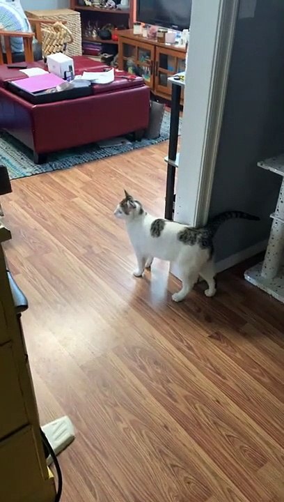 Regardez dans quel état ce chat a laissé la salle de bain