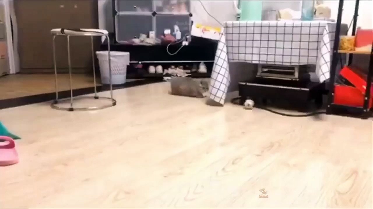 Gatos bebés - Tiernos y traviesos