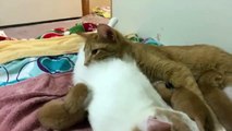 gatitos bebes recién nacidos super tiernos