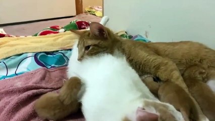 gatitos bebes recién nacidos super tiernos