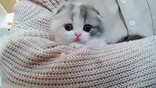 gatitos hermosos y bonitos