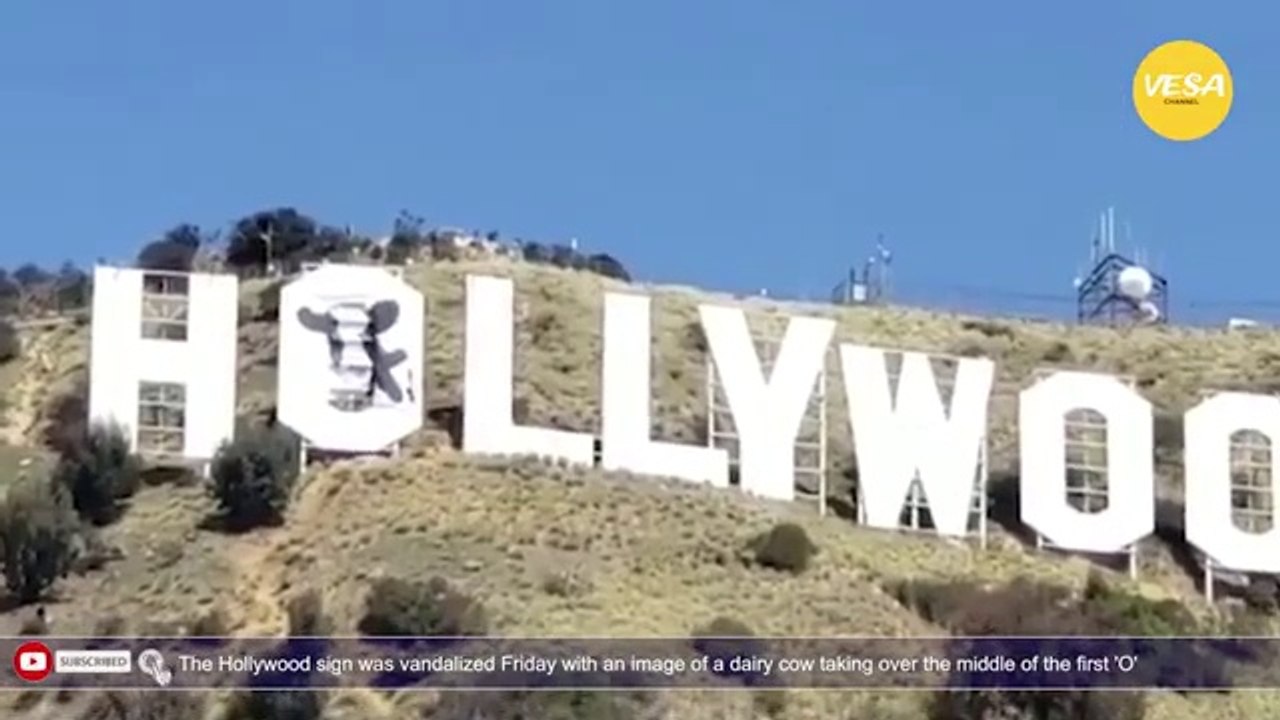 The Hollywood sign was vandalized Friday with an image of a dairy cow in the middle of the first