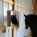 حصان يرى إنعكاس صورته في المرآة لأول مرة شاهد ردة فعله