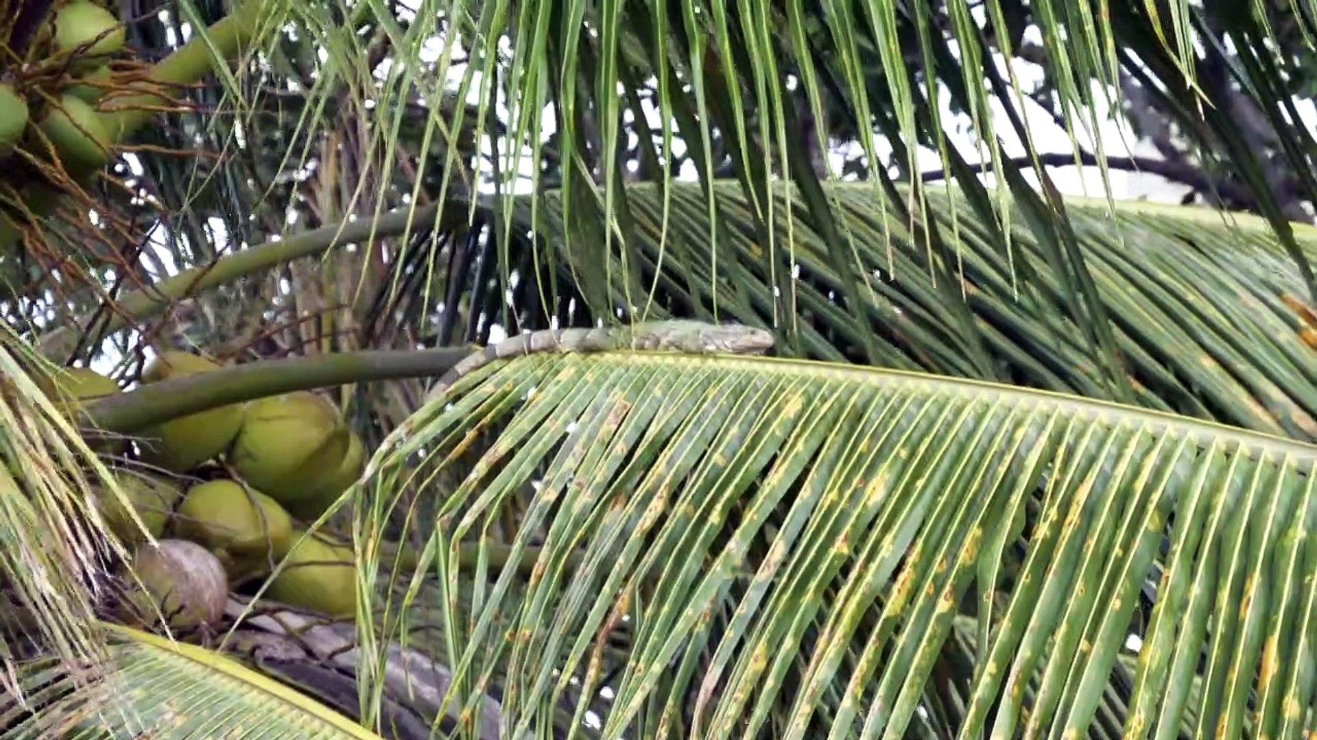 ⁣Una iguana invasora de América Latina amenaza a la iguana de las Antillas