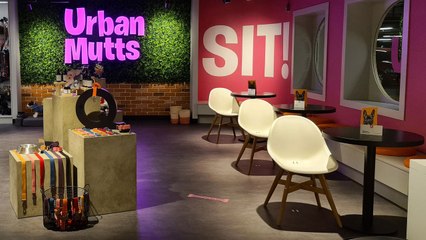 Inside the World's First Luxury Hotel for Dogs