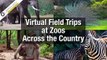 Virtual Field Trips at Zoos Across the Country