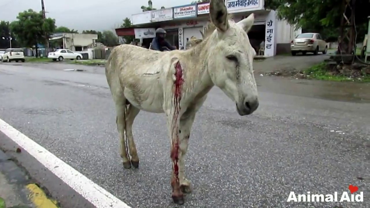 Wounded and bleeding donkey stranded on highway rescued.