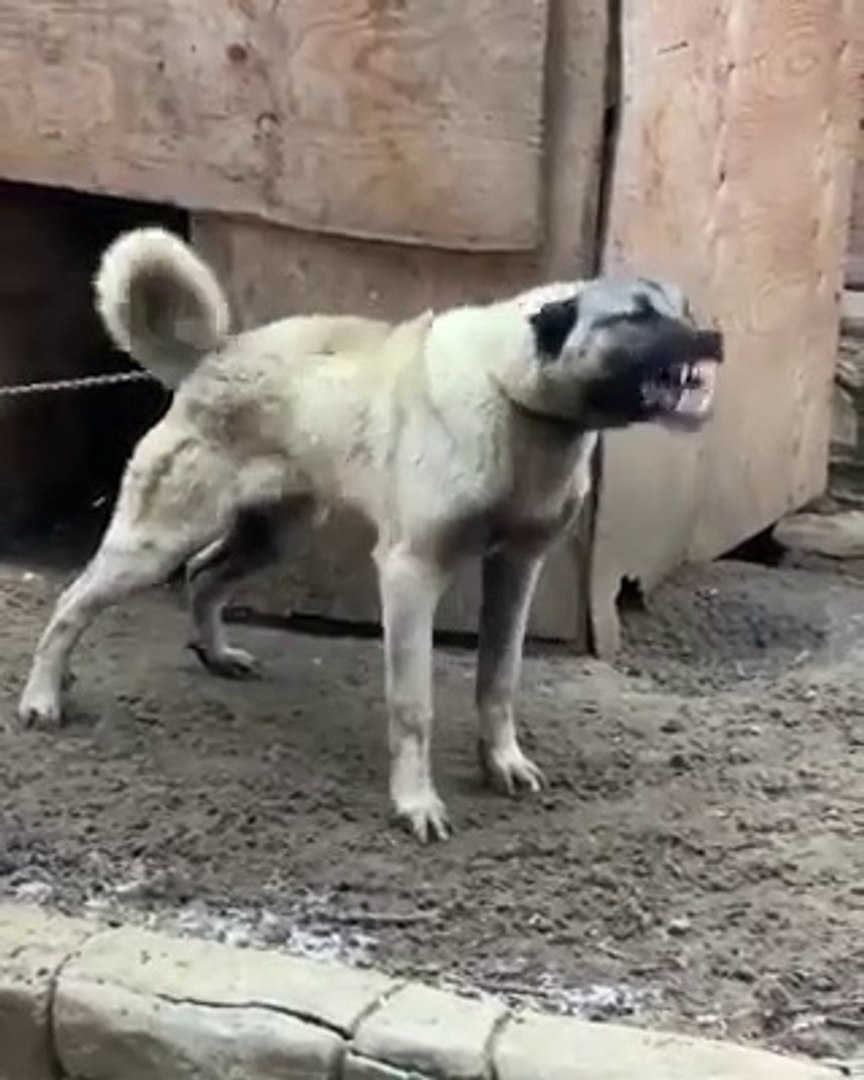 BU DiSi KANGAL ile KARSILASINCA KORKMAM DiYEN - FAMELA KANGAL DOG