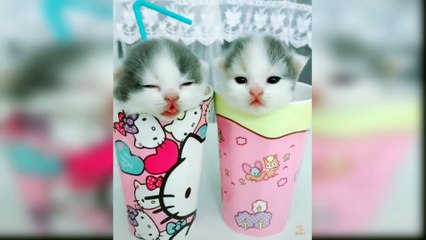 Baby Cats - Funny and Cute Cat Videos Compilation 2021