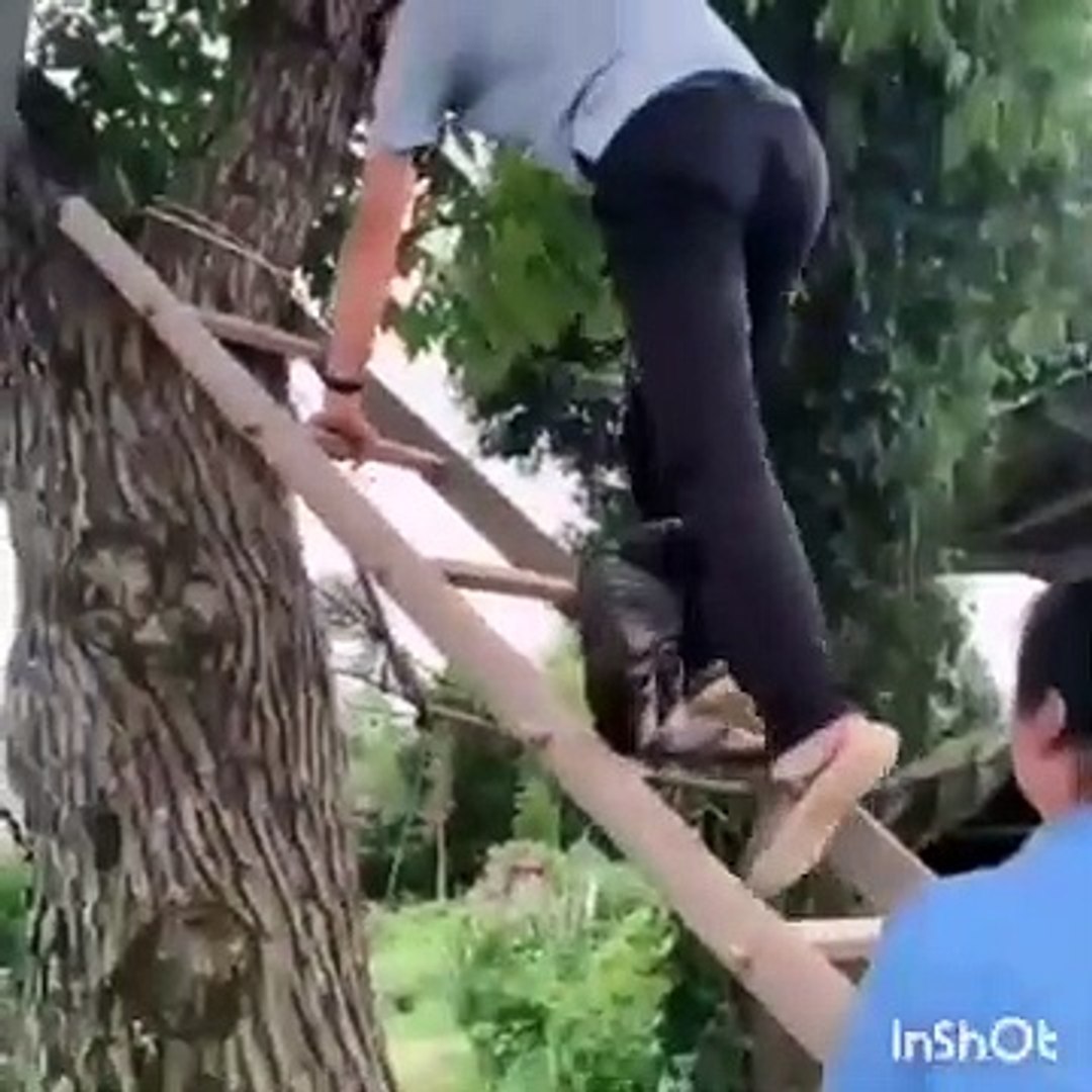 Funny Pets funny videos