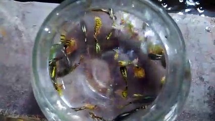 beautiful guppy in glass