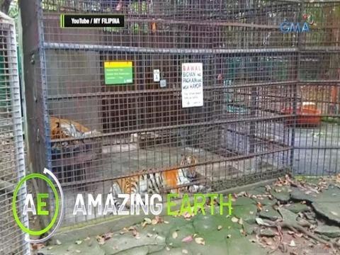 Amazing Earth: How are rescued animals being taken care of in the Philippines?