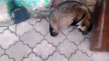 Енотовидная собака Кружочек на прогулке.