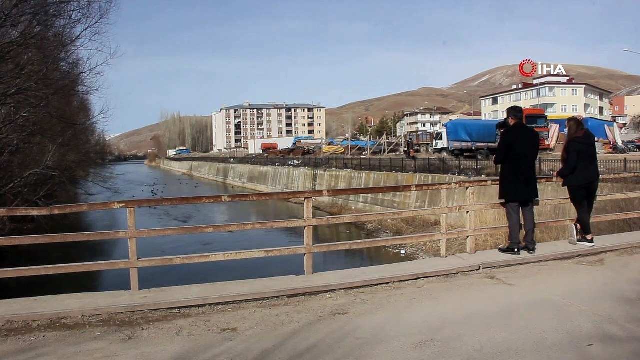 Yeşilbaşlı gövel ördekler Çoruh Nehrini renklendiriyor