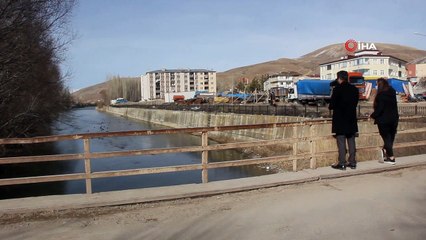 Yeşilbaşlı gövel ördekler Çoruh Nehrini renklendiriyor