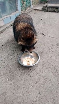 Уссурийский енот Кружочек ест молоко и хлеб