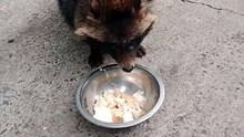 Уссурийский енот Кружочек ест молоко и хлеб