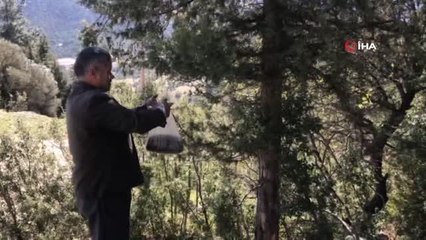 Torosların zirvesinden toplayıp yağının 10 gramını 20 TL'den satıyorlar