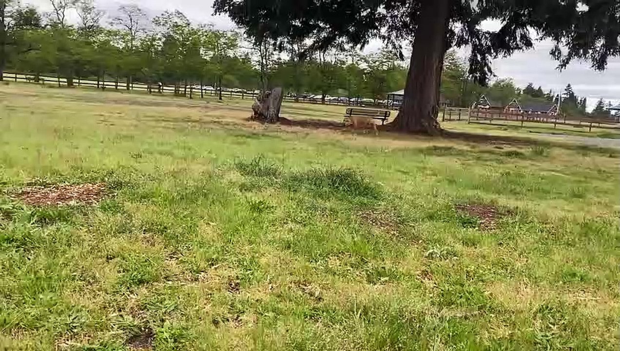 German Shepherd Attacks Pitbull [OFF LEASH DOG PARK]