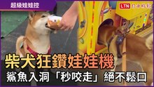 柴犬狂鑽娃娃機 鯊魚入洞「秒咬走」絕不鬆口