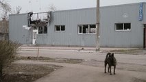 Donbas'taki halk silah sesleri altında yaşamaya çalışıyor