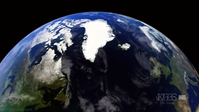 Арктический волк