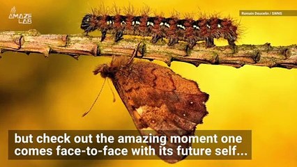 This Caterpillar Came Face-to-Face with It’s Future!
