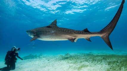 7 Amazing Shark Experiences Around the World