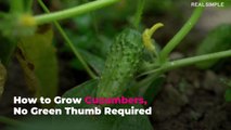 How to Grow Cucumbers, No Green Thumb Required