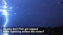 Do Fish Die When Lightning Strikes Water?