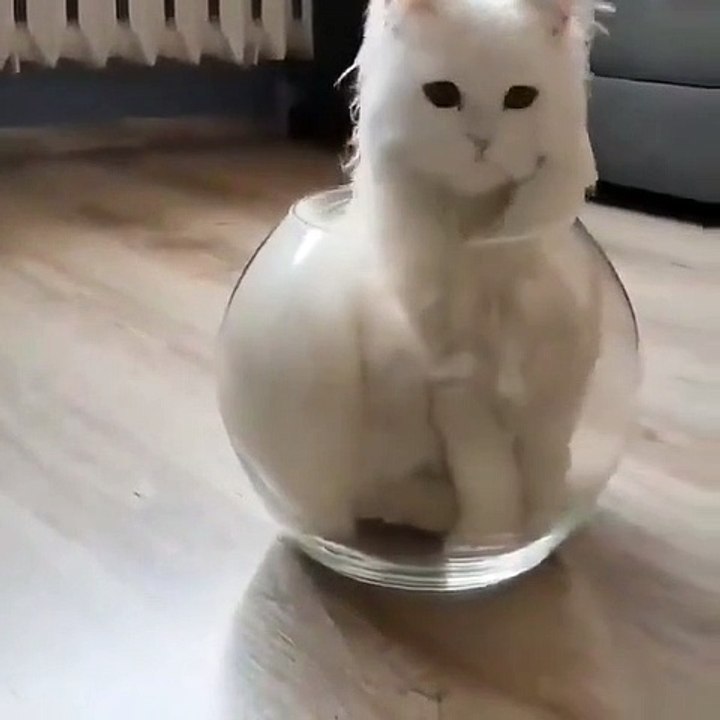 Best videos, Top videos, Viral videos Funny videos no. 89