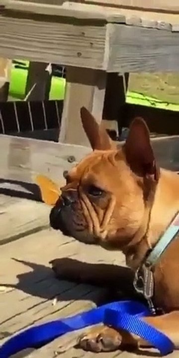 Best videos, Top videos, Viral videos Funny videos no. 93