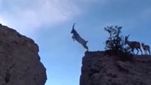 Capra Nubiana, Um Verdadeiro Todo-Terreno // Águias Ao Ataque Após Mangustos Caçarem Ratos