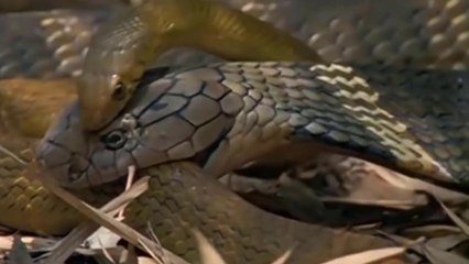 Cenas Incríveis De Babuínos Acabando Na Boca De Leões // Serpente Mata E Come Oponente