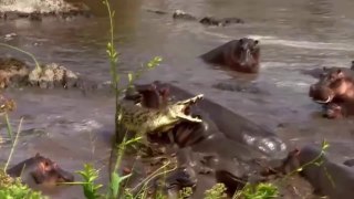 Hipopótamos E Crocodilos Em Caçadas, Lutas E Disputas // Onça-Pintada Sem Misericórdia