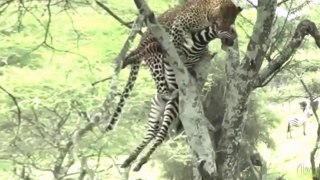 Leopardo Caça Zebra E Transporta Para Cima De Árvore // Lagarto-Monitor Roubando Ovos E Paz A Crocodilo